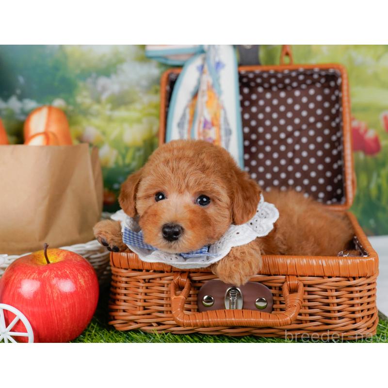 販売中の神奈川県のトイプードル-451240の7枚目