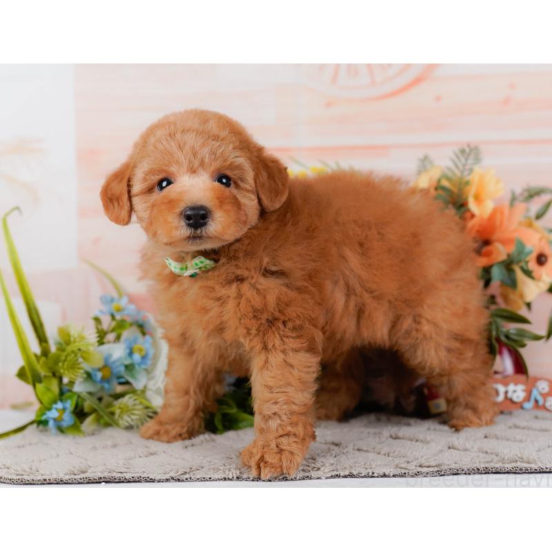 販売中の神奈川県のトイプードル-451240の6枚目