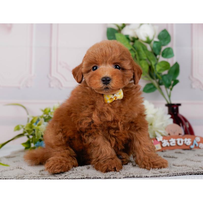 販売中の神奈川県のトイプードル-451239の14枚目