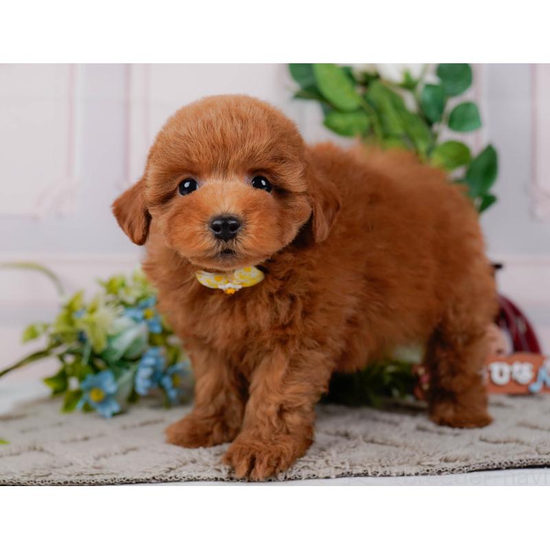 販売中の神奈川県のトイプードル-451239の13枚目