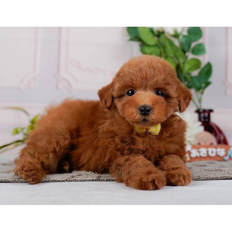 販売中の神奈川県のトイプードル-451239の12枚目