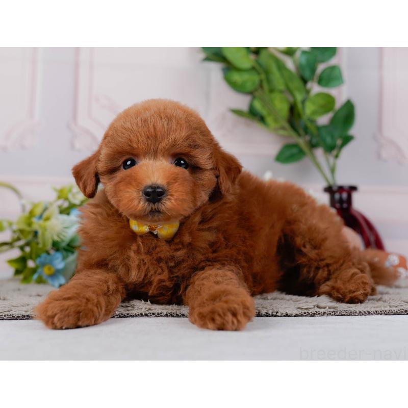 販売中の神奈川県のトイプードル-451239の11枚目