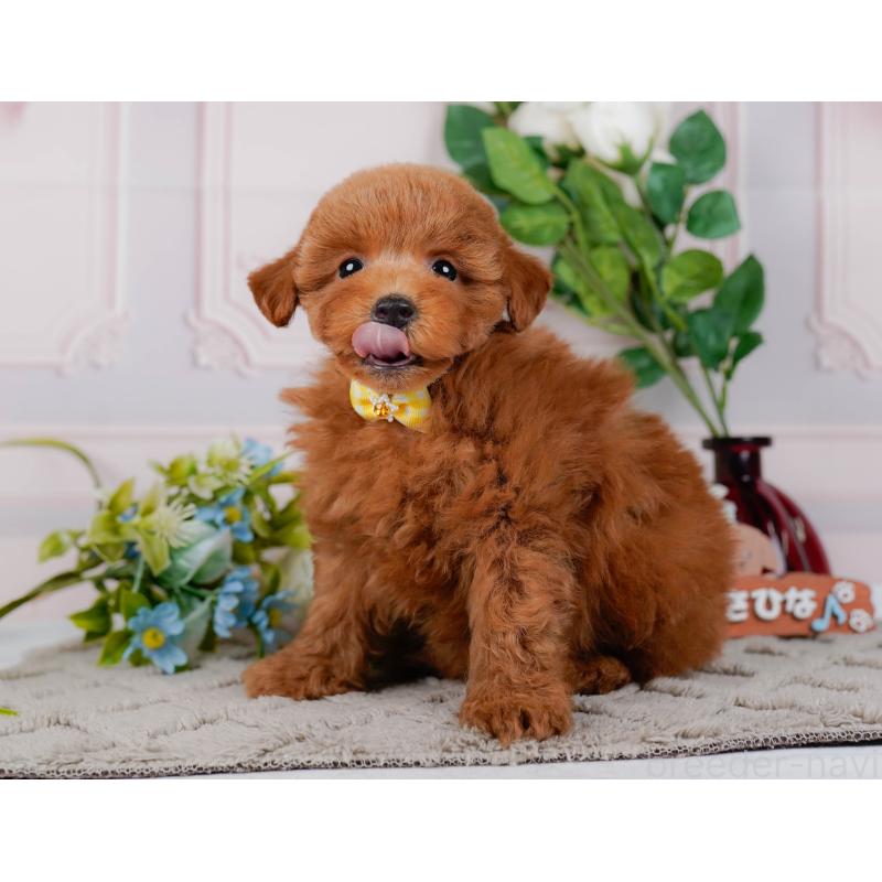 販売中の神奈川県のトイプードル-451239の10枚目