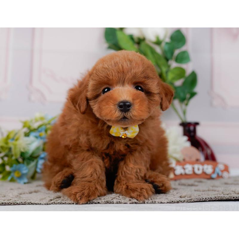 販売中の神奈川県のトイプードル-451239の9枚目