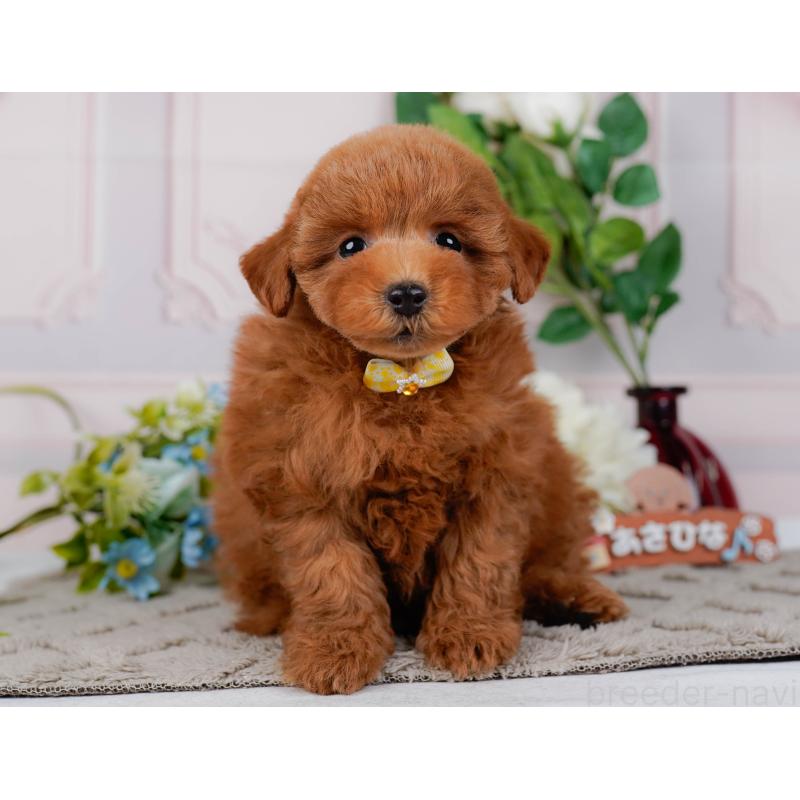 販売中の神奈川県のトイプードル-451239の8枚目