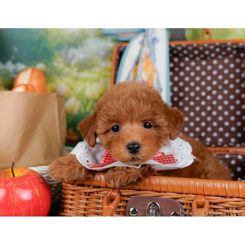 販売中の神奈川県のトイプードル-451239の7枚目