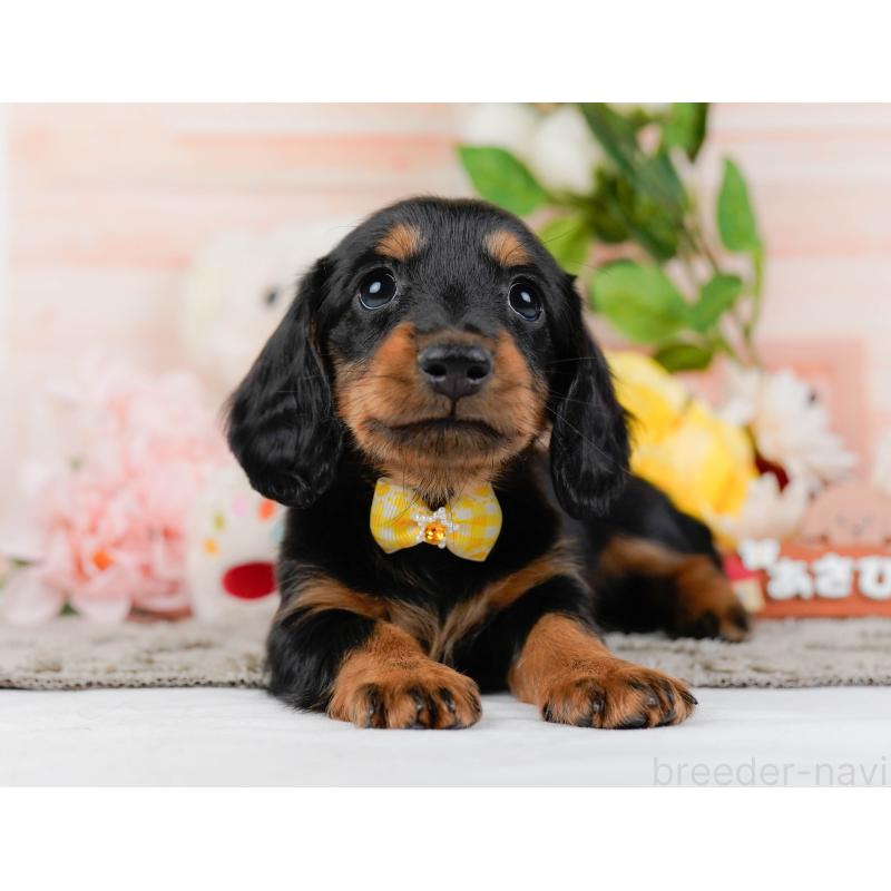 販売中の神奈川県のミニチュアダックスフンド(ロングヘアード)-451236の14枚目