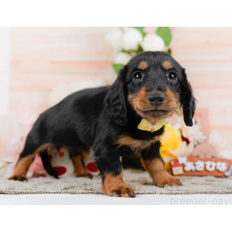 販売中の神奈川県のミニチュアダックスフンド(ロングヘアード)-451236の13枚目