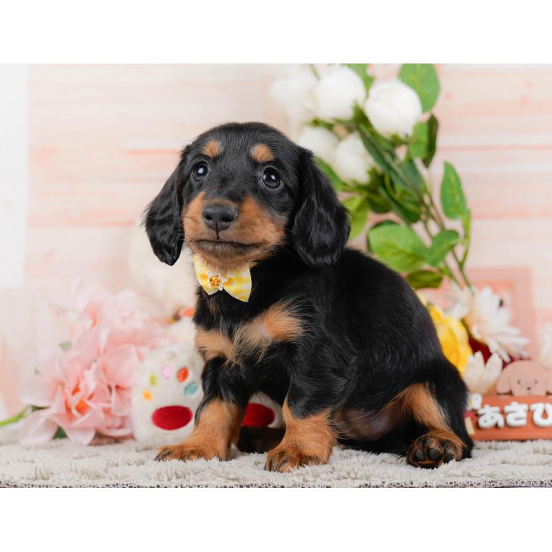 販売中の神奈川県のミニチュアダックスフンド(ロングヘアード)-451236の11枚目