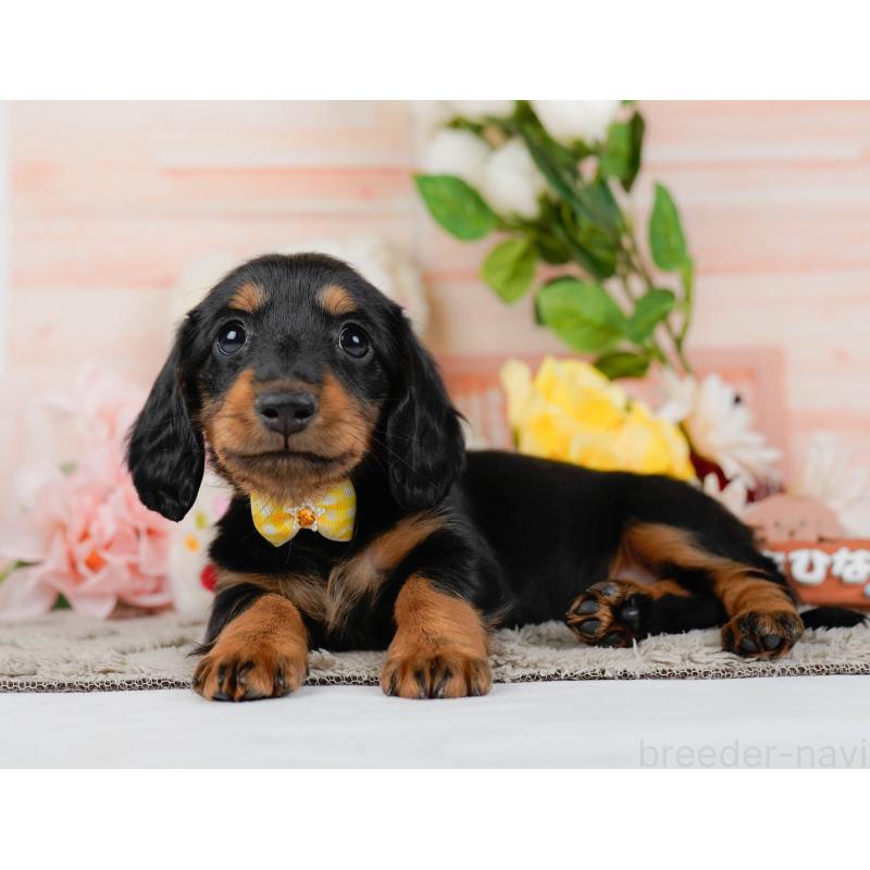 販売中の神奈川県のミニチュアダックスフンド(ロングヘアード)-451236の10枚目