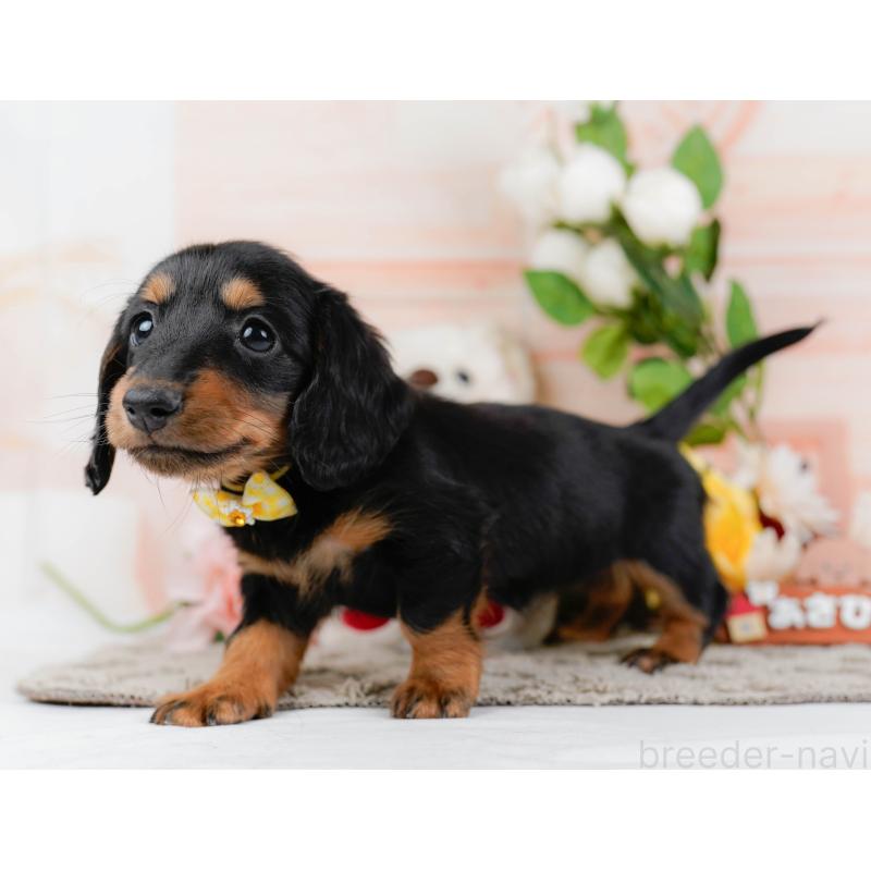 販売中の神奈川県のミニチュアダックスフンド(ロングヘアード)-451236の9枚目