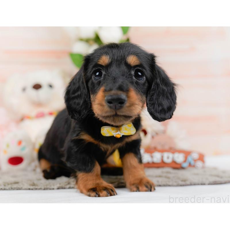 販売中の神奈川県のミニチュアダックスフンド(ロングヘアード)-451236の8枚目