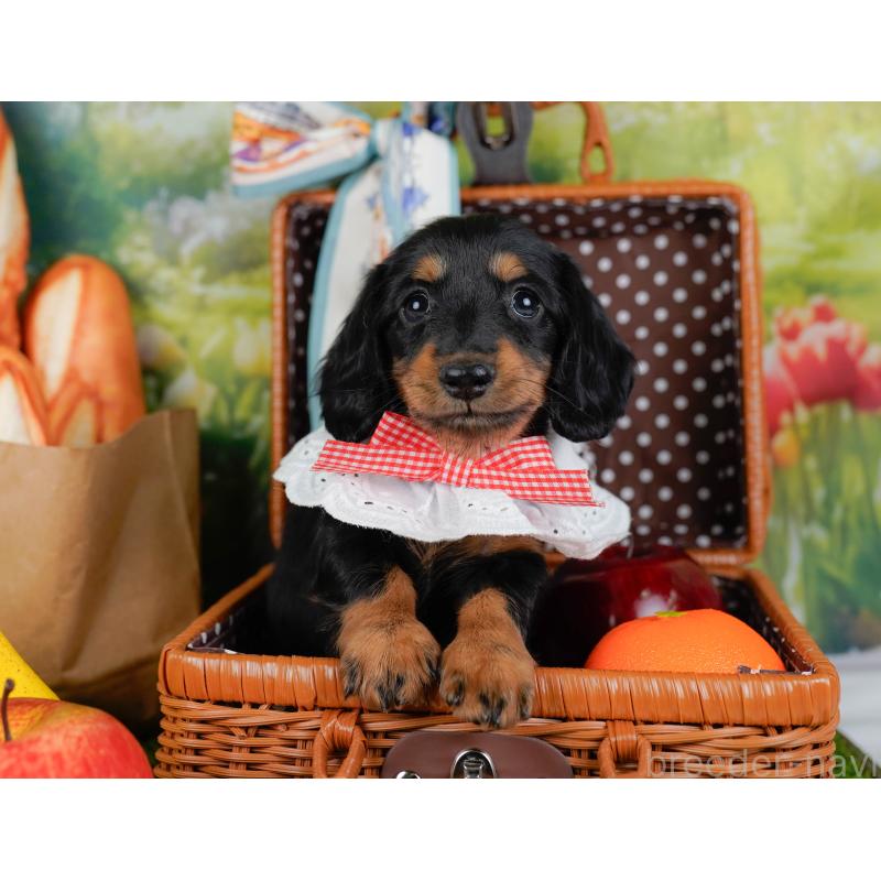 販売中の神奈川県のミニチュアダックスフンド(ロングヘアード)-451236の7枚目