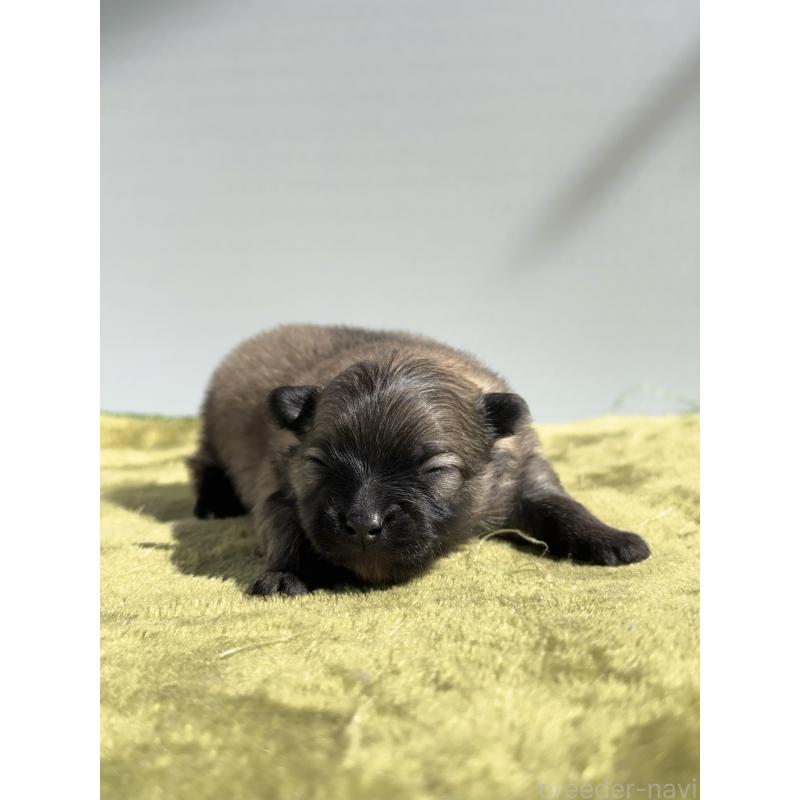 販売中の山梨県のポメラニアン-451051の4枚目