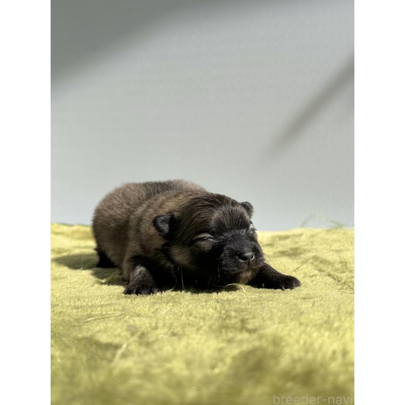 販売中の山梨県のポメラニアン-451051の3枚目