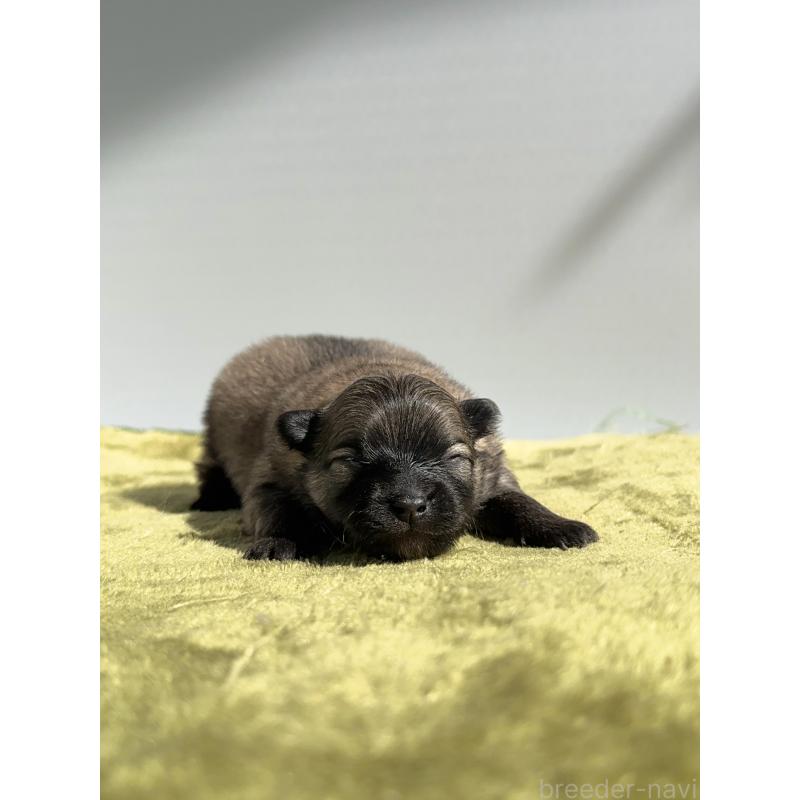 販売中の山梨県のポメラニアン-451051の2枚目