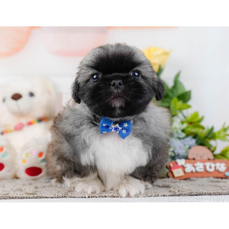 販売中の神奈川県のペキニーズ-451211の15枚目