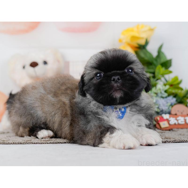 販売中の神奈川県のペキニーズ-451211の13枚目