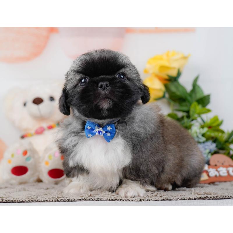 販売中の神奈川県のペキニーズ-451211の12枚目