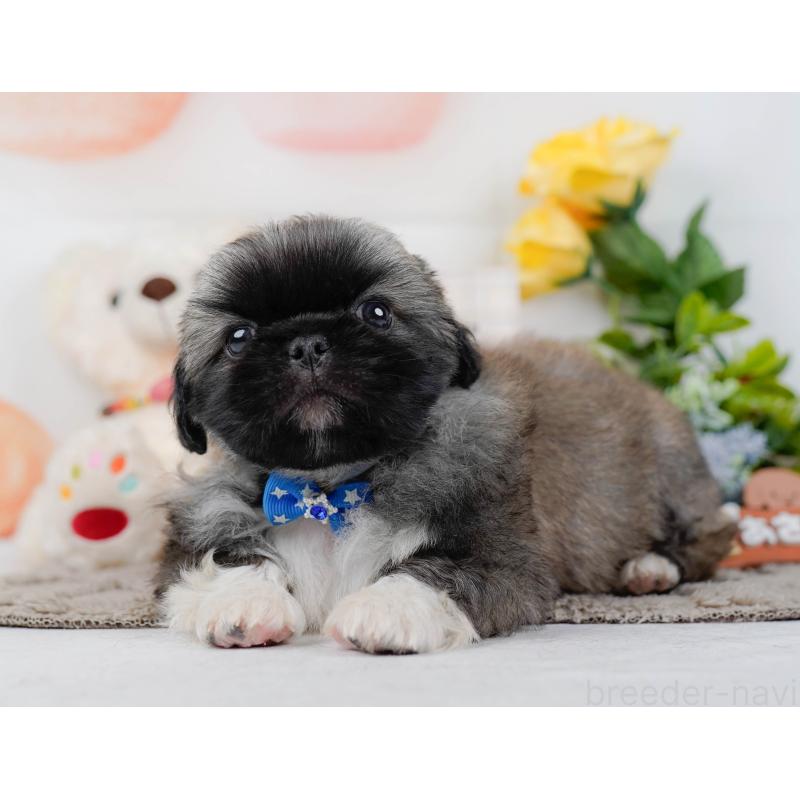 販売中の神奈川県のペキニーズ-451211の11枚目