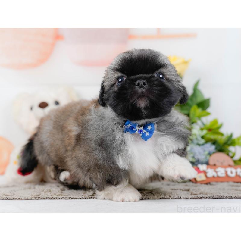 販売中の神奈川県のペキニーズ-451211の10枚目