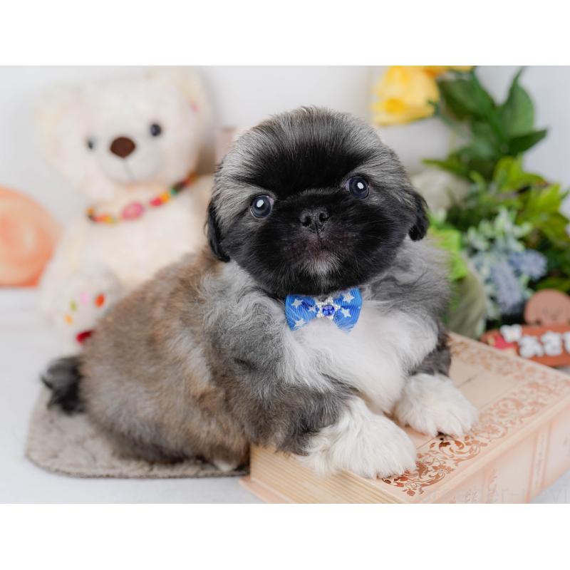 販売中の神奈川県のペキニーズ-451211の9枚目