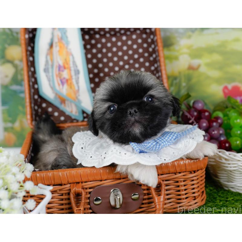 販売中の神奈川県のペキニーズ-451211の7枚目