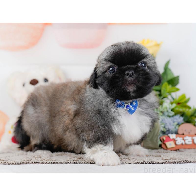 販売中の神奈川県のペキニーズ-451211の6枚目