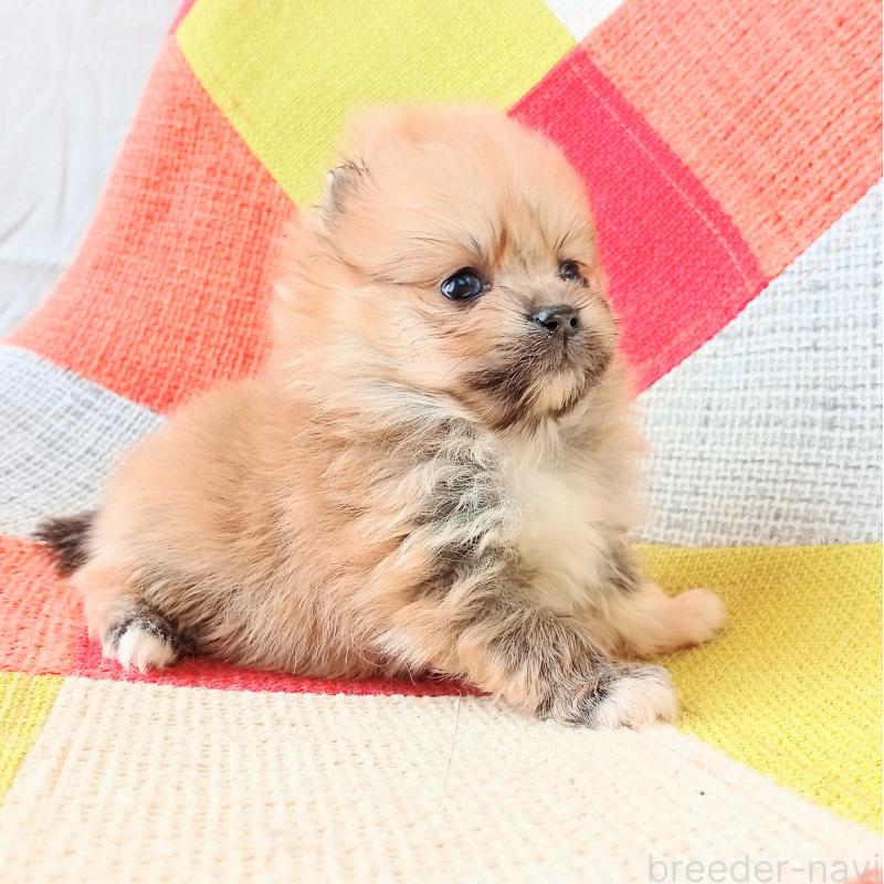 販売中の和歌山県のポメラニアン-450231の5枚目