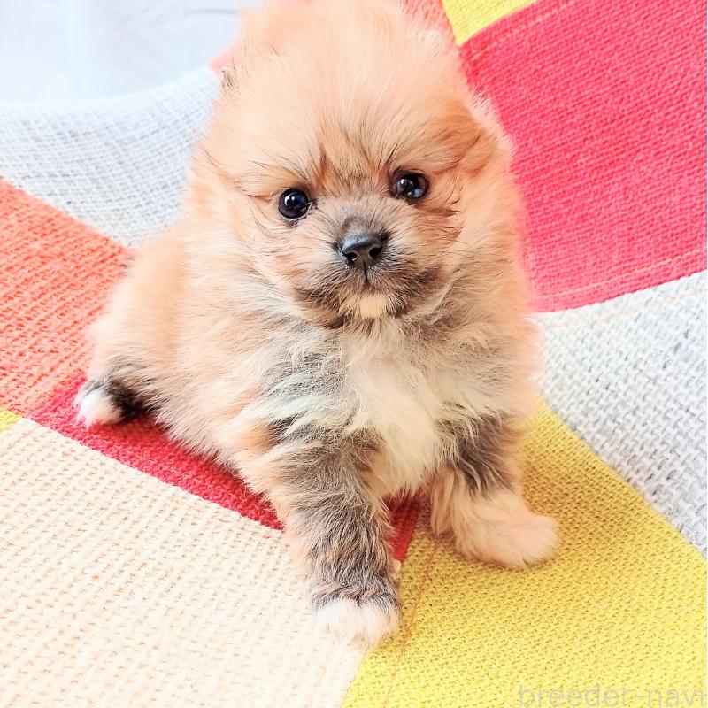 販売中の和歌山県のポメラニアン-450231の4枚目