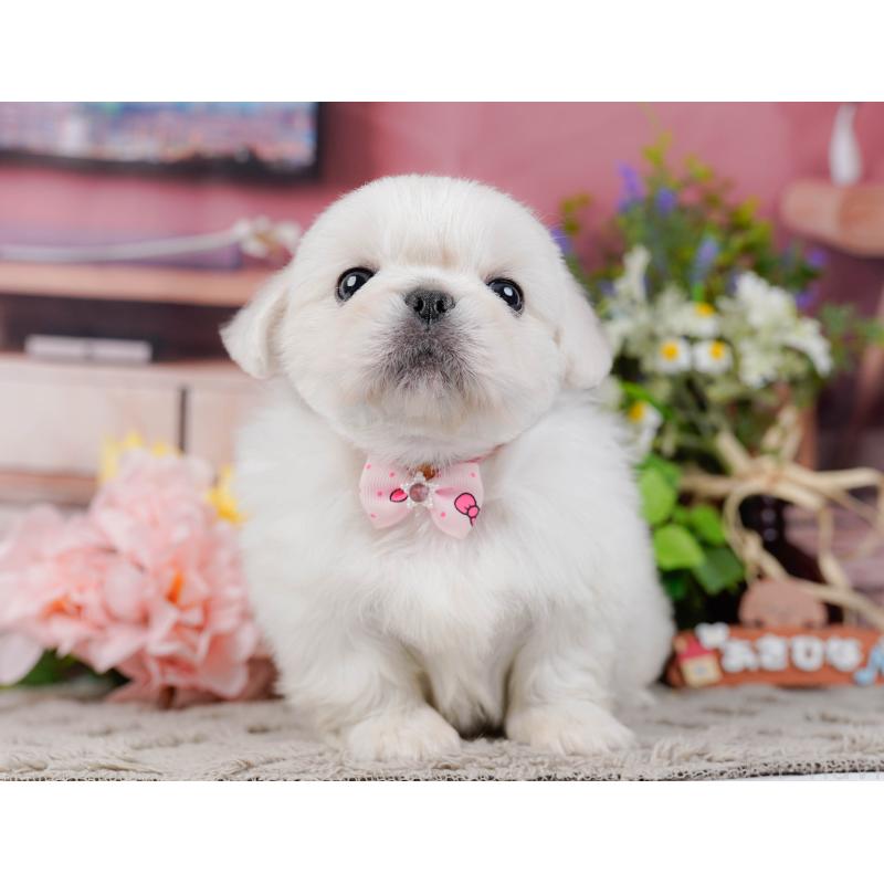 販売中の神奈川県のペキニーズ-451212の16枚目