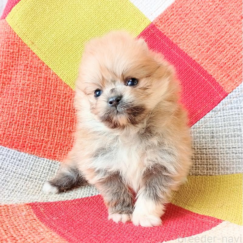 販売中の和歌山県のポメラニアン-450231の3枚目