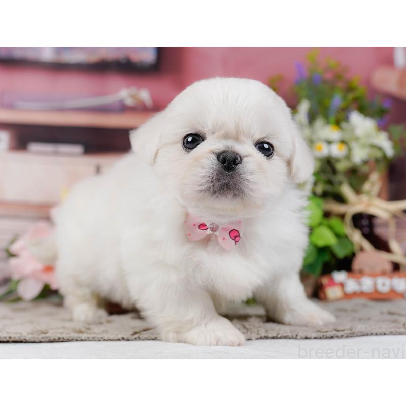 販売中の神奈川県のペキニーズ-451212の14枚目