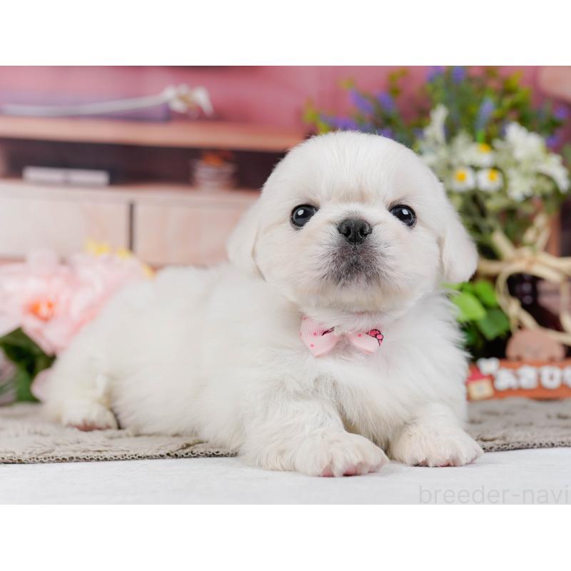 販売中の神奈川県のペキニーズ-451212の13枚目