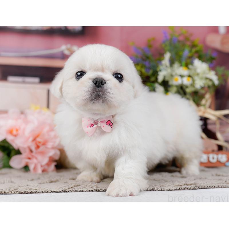 販売中の神奈川県のペキニーズ-451212の12枚目