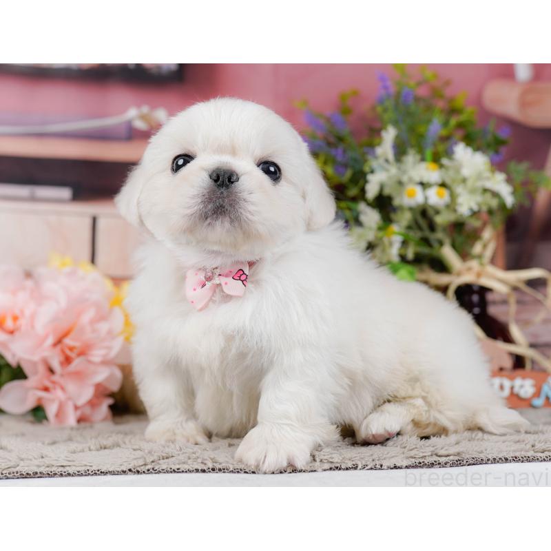 販売中の神奈川県のペキニーズ-451212の11枚目