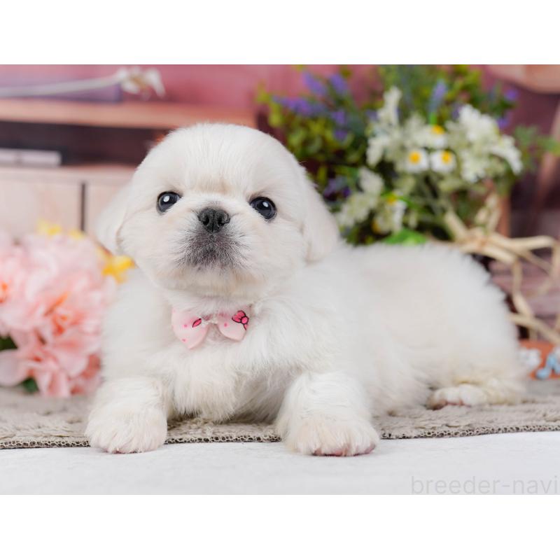 販売中の神奈川県のペキニーズ-451212の9枚目