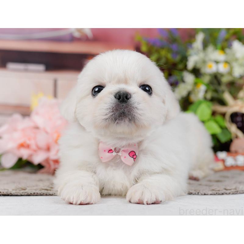 販売中の神奈川県のペキニーズ-451212の8枚目