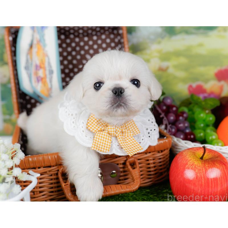 販売中の神奈川県のペキニーズ-451212の7枚目