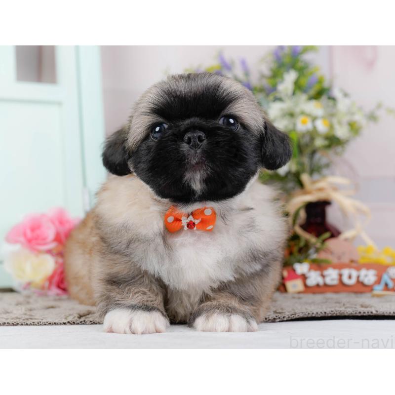 販売中の神奈川県のペキニーズ-451214の16枚目