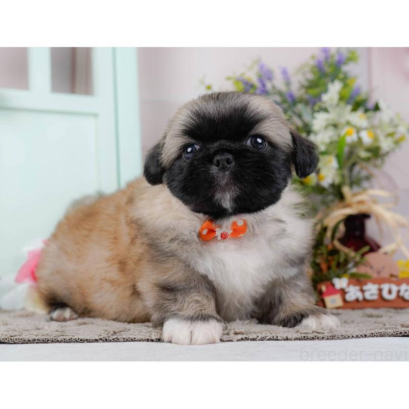 販売中の神奈川県のペキニーズ-451214の15枚目