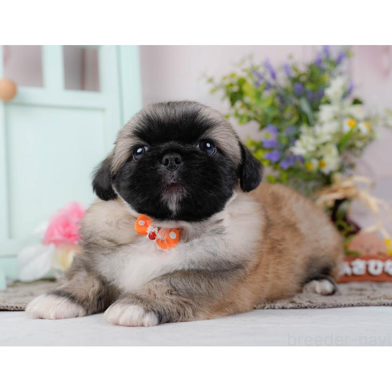 販売中の神奈川県のペキニーズ-451214の12枚目