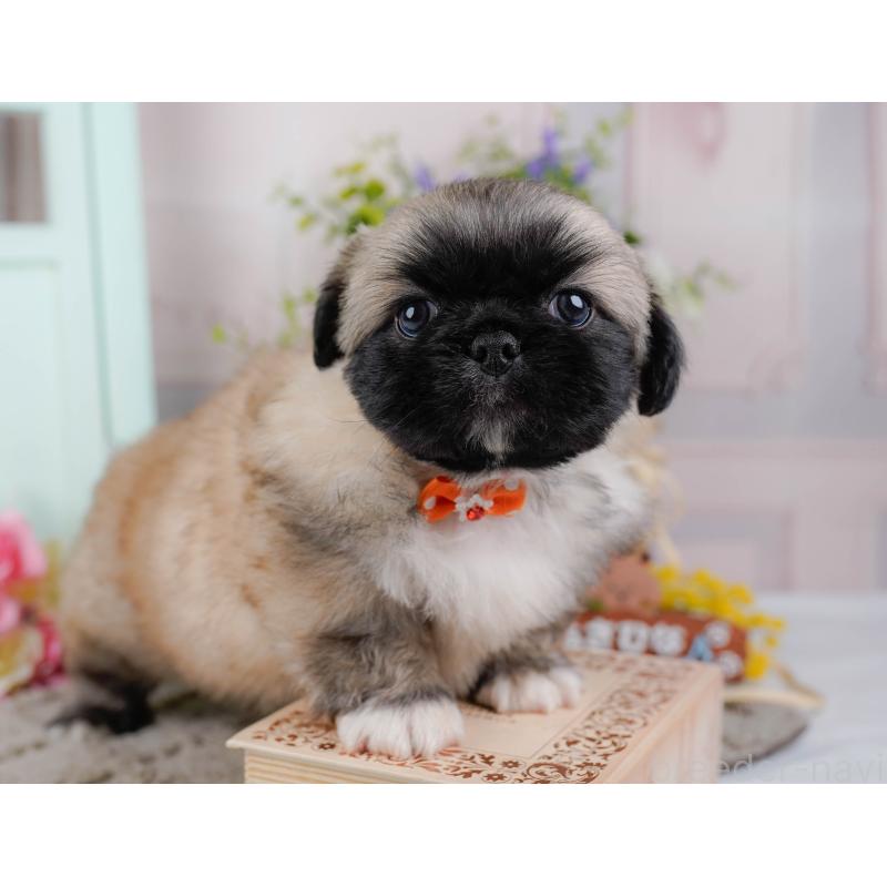 販売中の神奈川県のペキニーズ-451214の11枚目