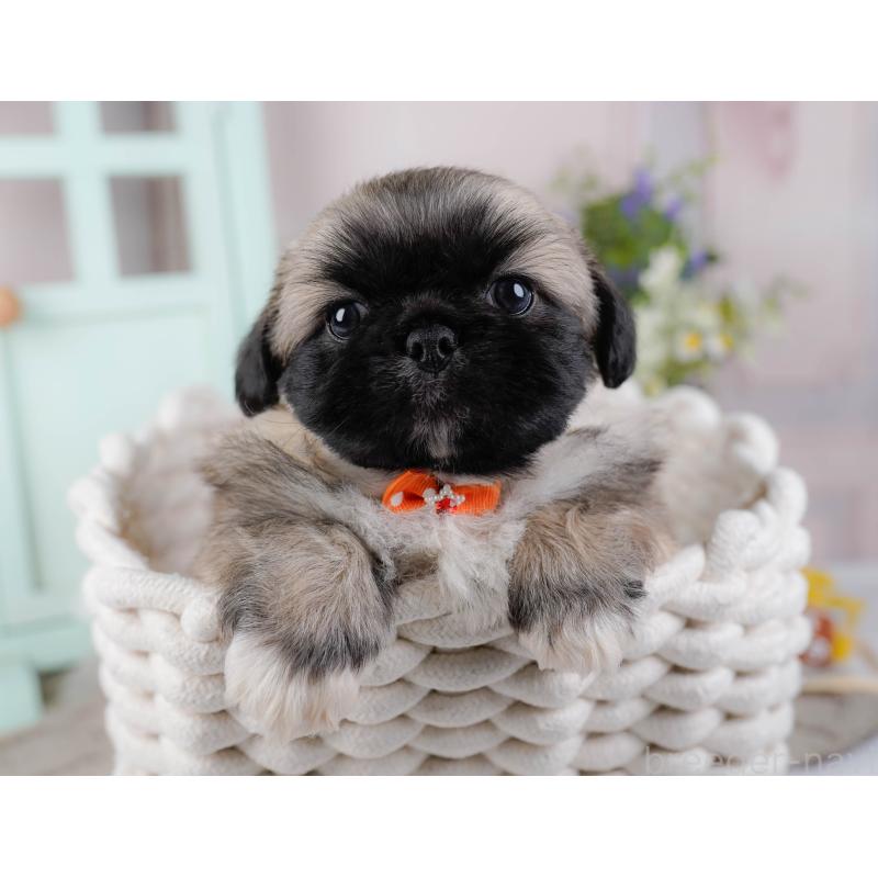 販売中の神奈川県のペキニーズ-451214の9枚目