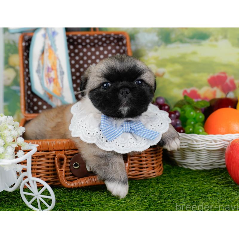 販売中の神奈川県のペキニーズ-451214の7枚目