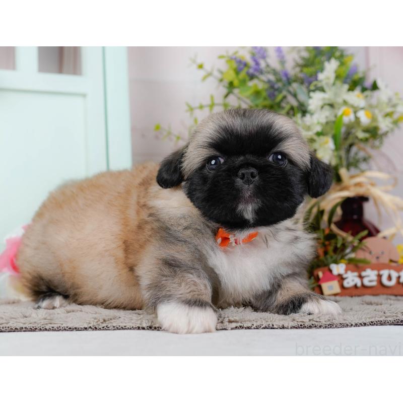 販売中の神奈川県のペキニーズ-451214の6枚目