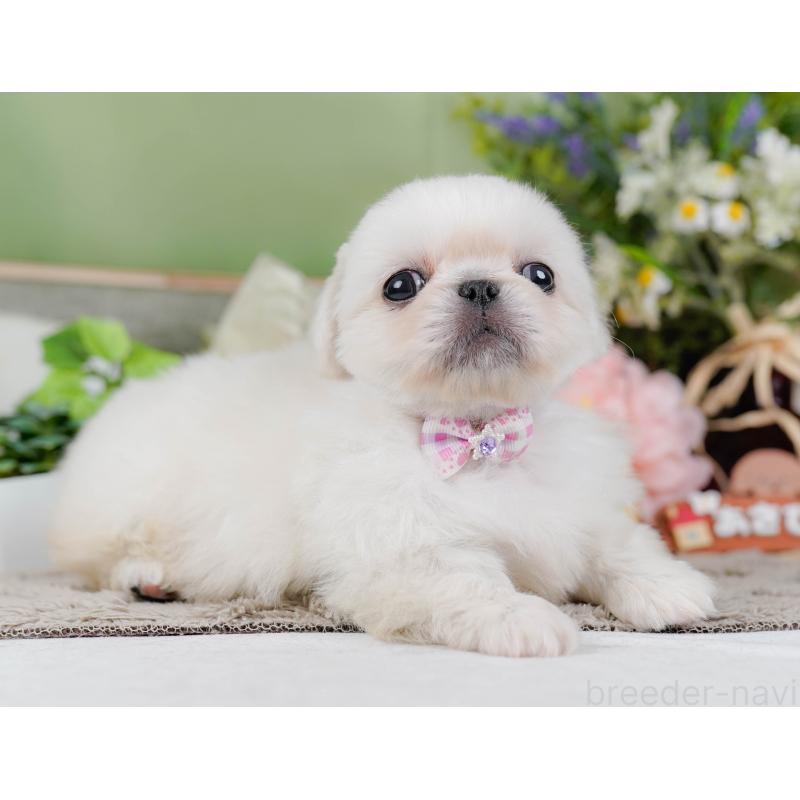 販売中の神奈川県のペキニーズ-451217の13枚目