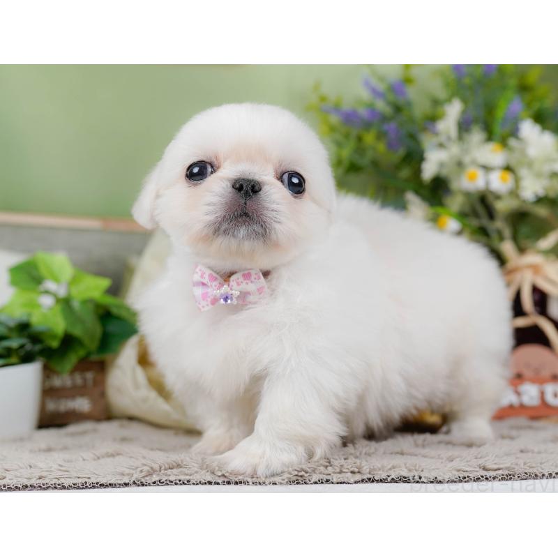 販売中の神奈川県のペキニーズ-451217の12枚目