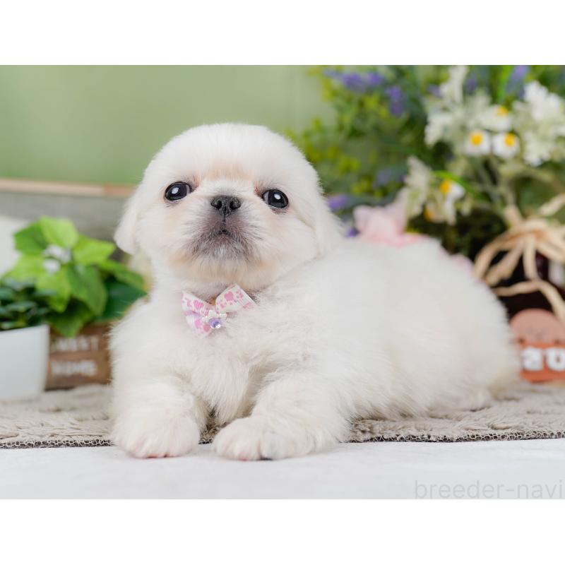 販売中の神奈川県のペキニーズ-451217の11枚目
