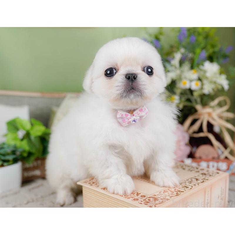 販売中の神奈川県のペキニーズ-451217の10枚目